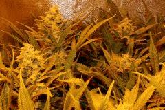 Ice F 45#5
