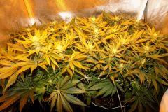 Ice F 23#2