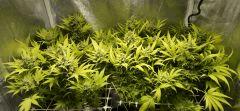 Ice F 68