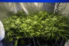 Ice F 42#2