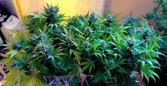 Ice F 60#1