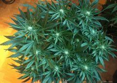 Ice#2 F 23