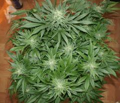 Ice#1 F 38#2