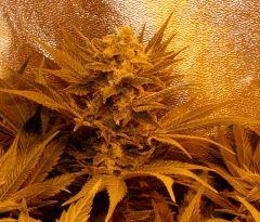 Ice F 45#4