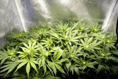 Ice F 16