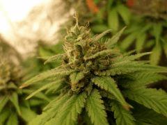 F 64 Buds (8)