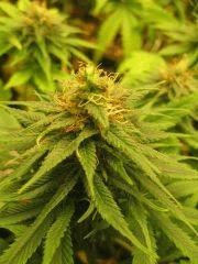 F 53 Buds (4)