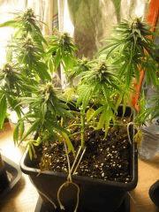 F 53 Jo