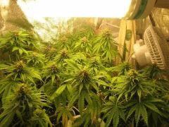 F 53 Famille (4)