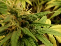 F 64 Buds (6)