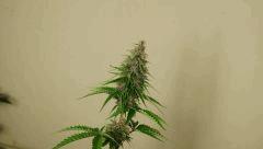 DSC05528