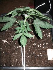 C 28 Beth (6)