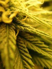 FLO + 37 Trichomes