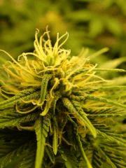 Flo + 37 Bud