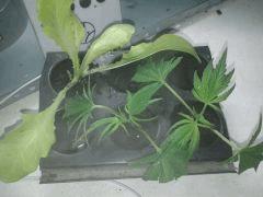 2  Mâles White Russian(AK47 X White Widow), et un plant de salade