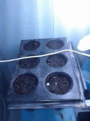 plaque de semis miro mottes (c99x2, Blue dream, cheese, amnésia, White widow)