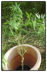 08 12 p06a