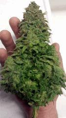 SSH bud