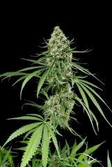 Critical  +
