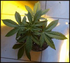 CHANNEL + ONEBUD