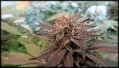 BS 1 BUD