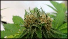 OG KUSH BUD