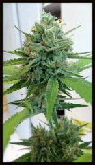 CH + 1 BUD