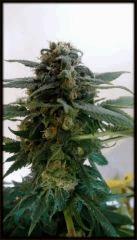 WARLOCK BUD