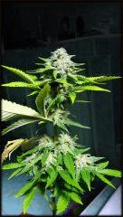 C+3 ONEBUD