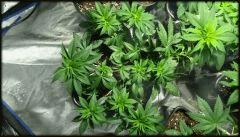 OG KUSH