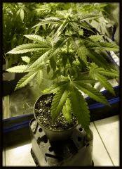 C + 3 ONEBUD