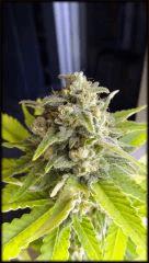 Ch + ONEBUD