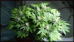 OG KUSH