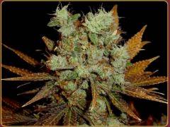 Somango