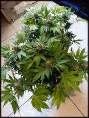 OG KUSH