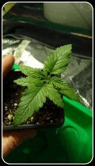OG kush 2 001
