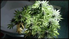 BUddha 1