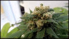 WARLOCK BUD