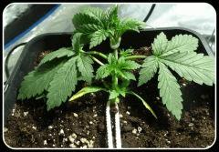 OG Kush 2