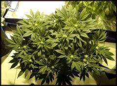 OG Kush