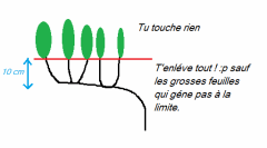 Schéma taille