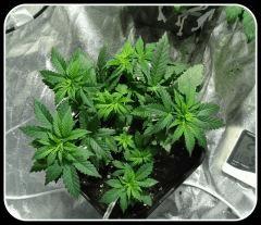 OG Kush