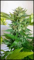 CH + 2 BUD