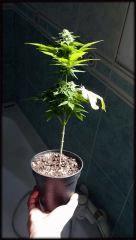 C + 3 ONEBUD