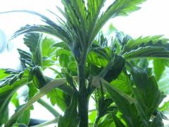 Cro 20 (15)