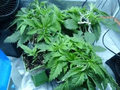 Cro 20 (21)