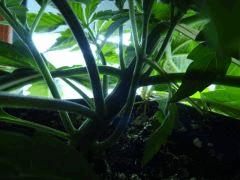 Cro 20 (16)