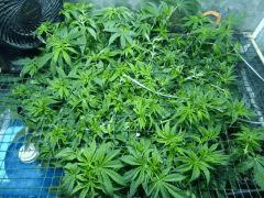 Cro 42 (8)
