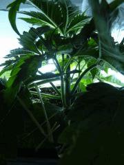 Cro 20 (10)