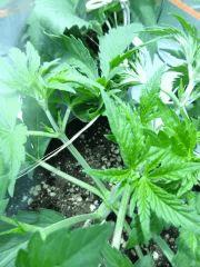 Cro 20 (4)